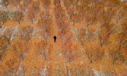 Zirai dondan etkilenen bahçenin zararı TARSİM tarafından karşılandı