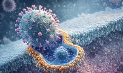 Yaşlanan bağışıklık sistemi gençleşiyor