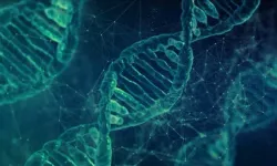 Y kromozomu yok olabilir, insanlık devam edebilir