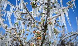 Zirai don raporu: Üretim planlaması ve sigorta önerisi