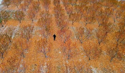 Zirai dondan etkilenen bahçenin zararı TARSİM tarafından karşılandı