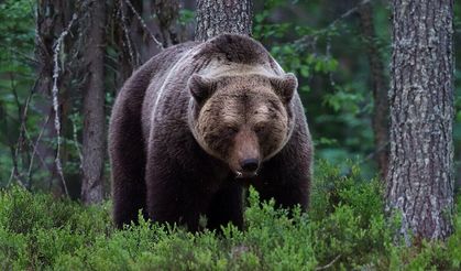 Ayı saldırılarına karşı sigorta paketi