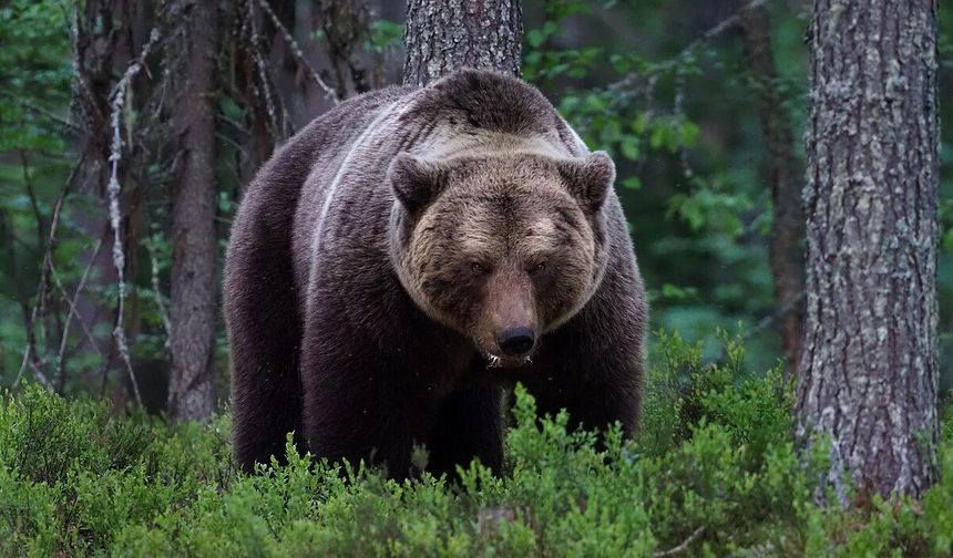 Ayı saldırılarına karşı sigorta paketi