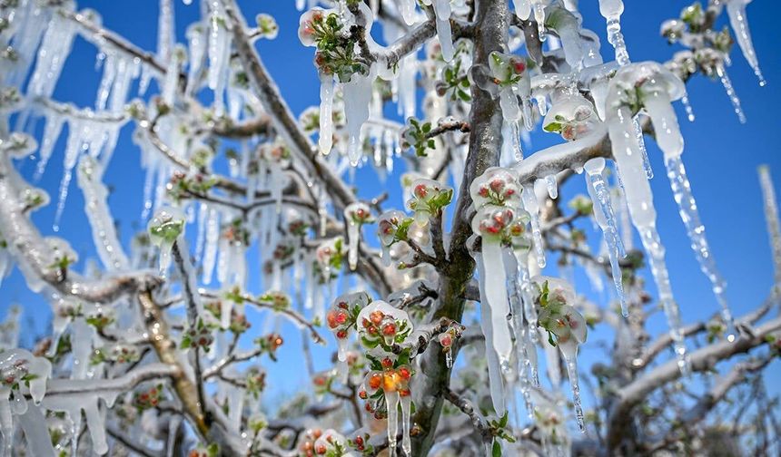 Zirai don raporu: Üretim planlaması ve sigorta önerisi